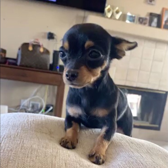 Meet your Posher, - Picture 2 of 13